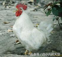 山间碰到一只白公鸡，有人说是来还恩的