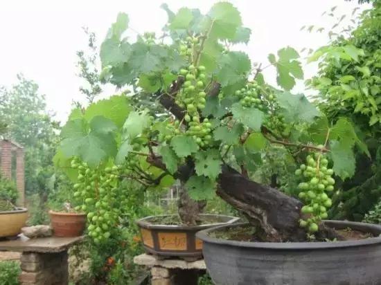 阳台上怎么养好葡萄树,阳台上怎么种植葡萄树