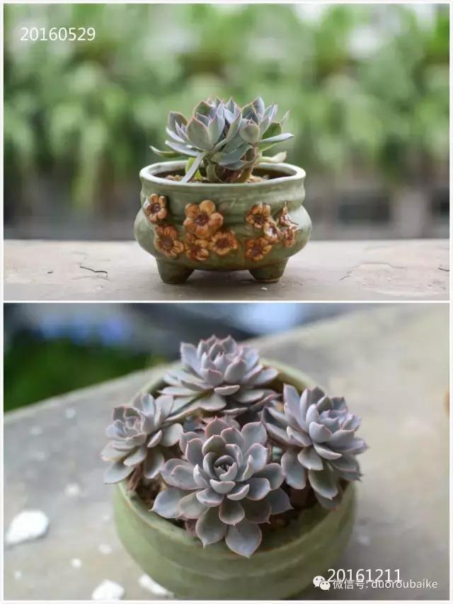 广西南宁适合养的多肉,广西南宁多肉博主
