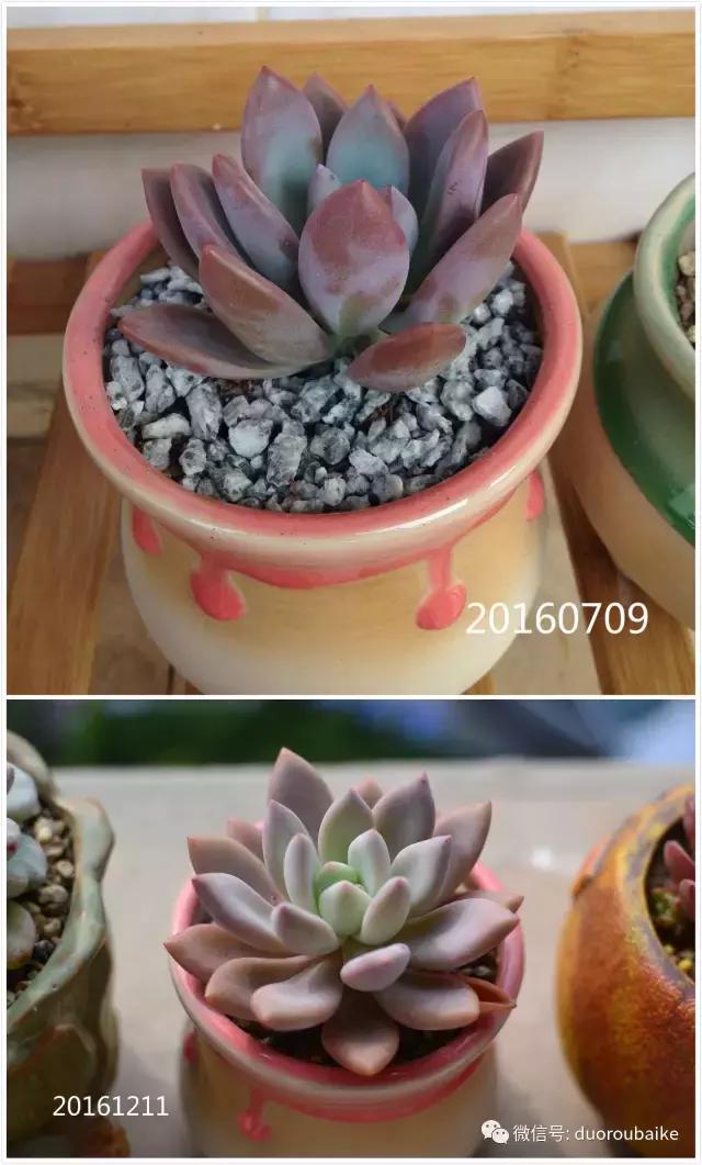 广西南宁适合养的多肉,广西南宁多肉博主