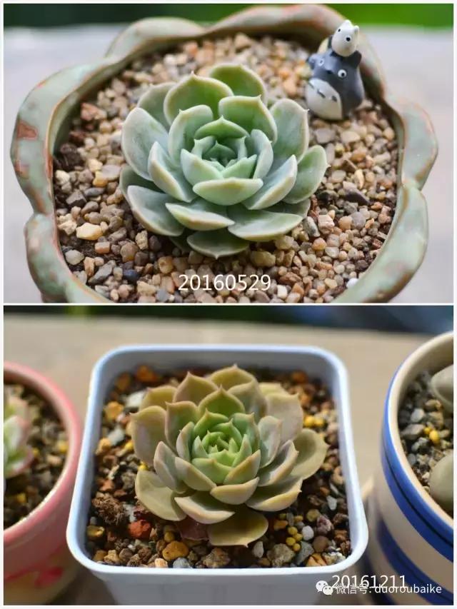 广西南宁适合养的多肉,广西南宁多肉博主
