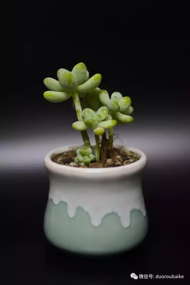 广西南宁适合养的多肉,广西南宁多肉博主