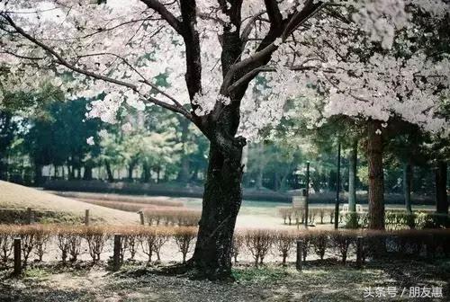 你知道樱花最多的地方在哪,你知道樱花的花期有多长吗