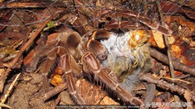 蜘蛛吃巨蛇剩下皮,蜘蛛吃了彼得帕克的蜘蛛侠