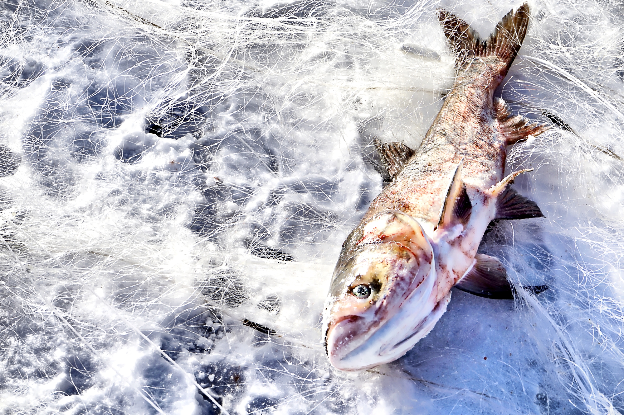 穿越内蒙古大草原雪景,来内蒙古大草原看雪