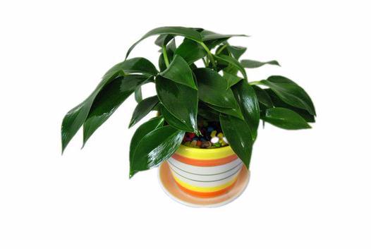 娌冲窞鐗′腹鍏绘畺,娌冲窞鐗′腹鍩硅偛鏂规硶