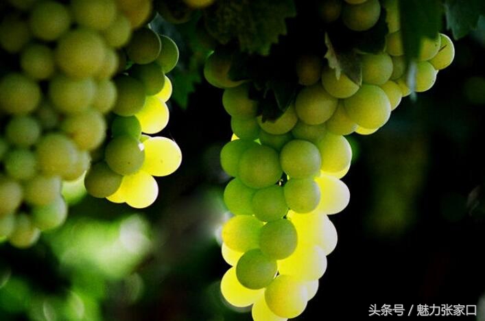 张家口美食的历史记载,河北张家口吃的特色美食