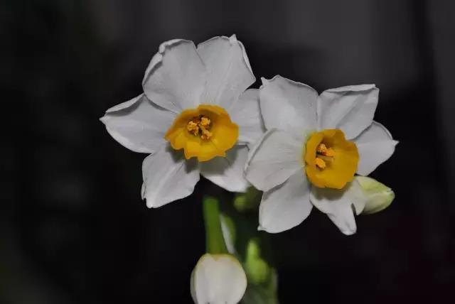 年宵花怎样才能保持长久,年宵花为什么每年都要丢掉