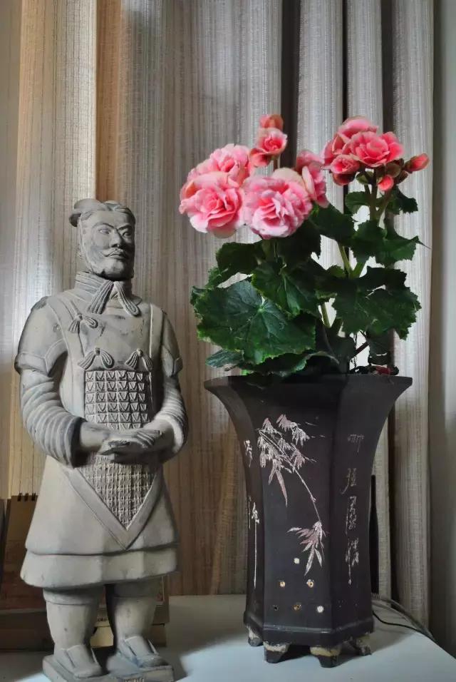 年宵花怎样才能保持长久,年宵花为什么每年都要丢掉