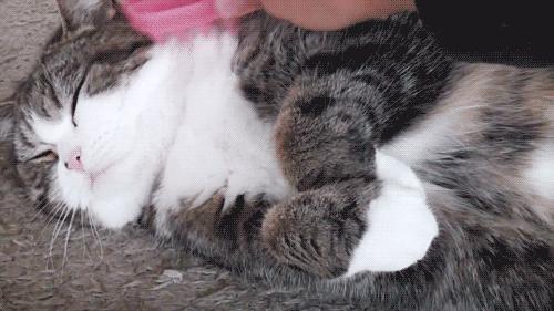 胆小猫咪家里突然发现陌生人,胆小的猫咪到家多久才适应