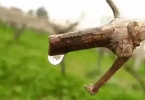 果树伤流病的原因和处理方法,果树往外流果汁什么病