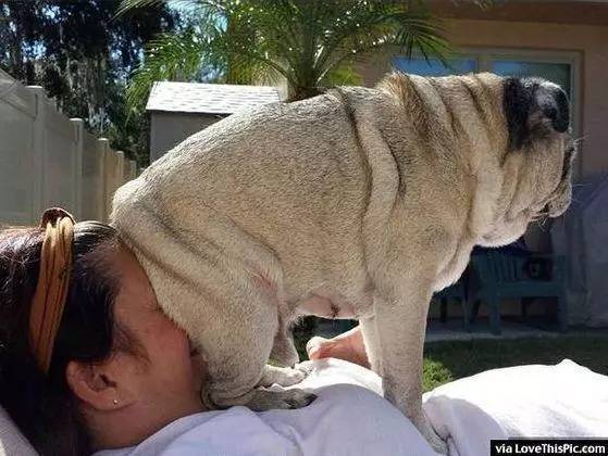 公狗一直哼唧在笼子转圈怎么回事,狗狗见到主人一直转圈圈是为什么