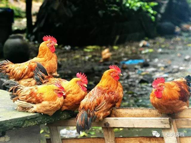 碎碎念2020,2017鸡年纪念日历