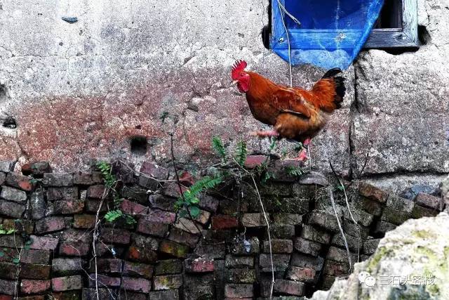 碎碎念2020,2017鸡年纪念日历