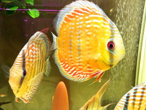 人见人爱的观赏鱼,金波子鱼观赏鱼