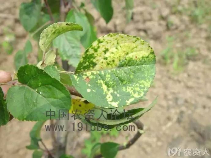 苹果花叶病最佳治疗方法,果树专用施肥配方肥