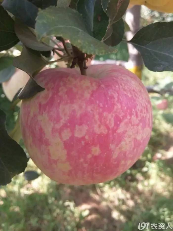 苹果花叶病最佳治疗方法,果树专用施肥配方肥