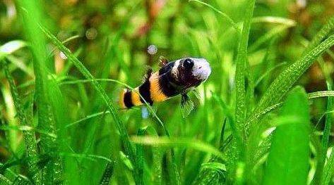 人见人爱的观赏鱼,金波子鱼观赏鱼