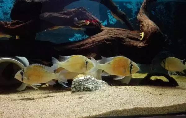 人见人爱的观赏鱼,金波子鱼观赏鱼