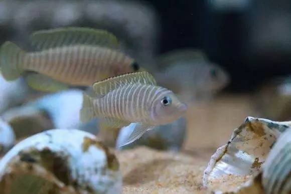 人见人爱的观赏鱼,金波子鱼观赏鱼