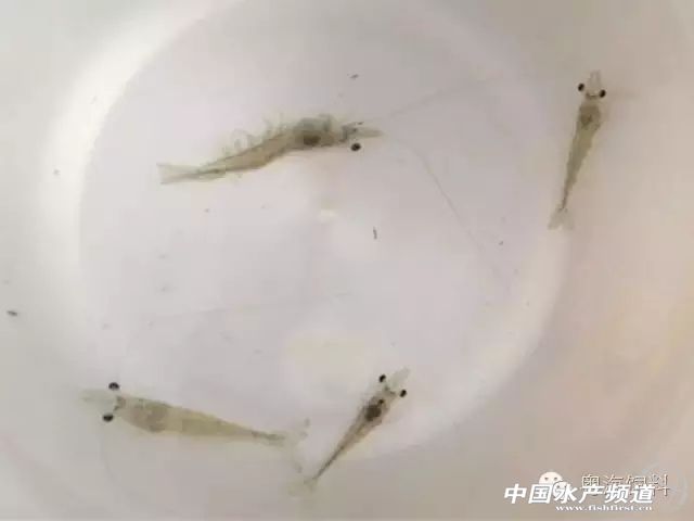 怎么降亚硝酸盐用物理方法,降亚硝酸盐的做法