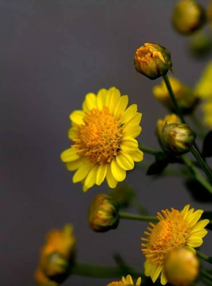 中药知识必学侧柏叶,中药知识必学蒺藜