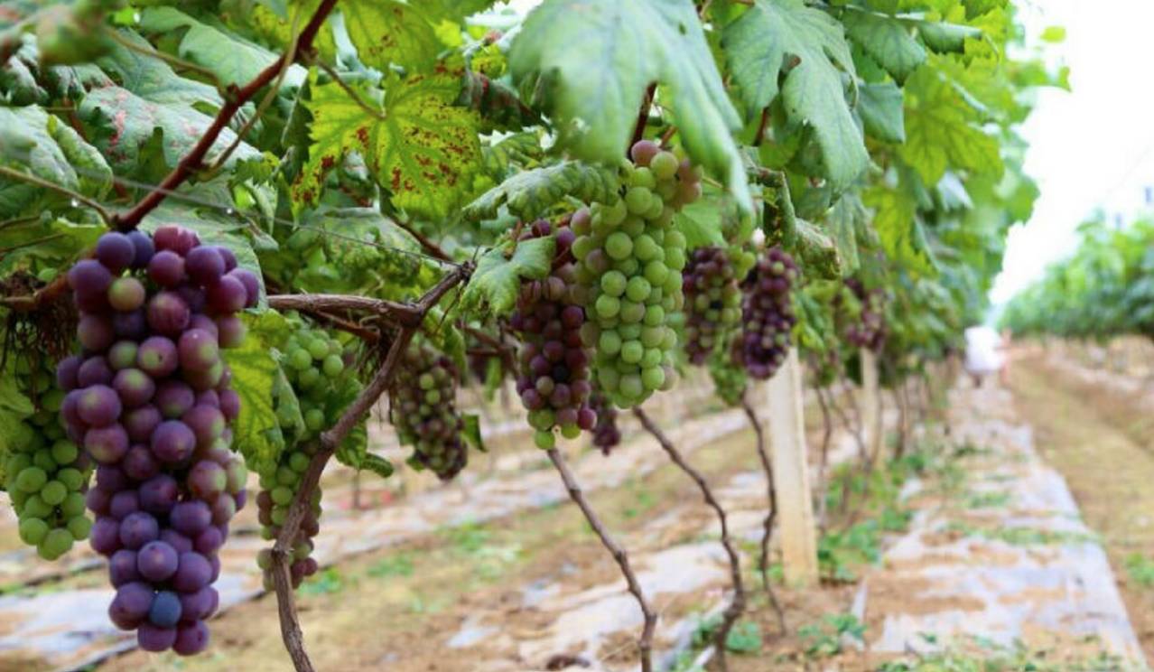 南宁周边农家乐景点推荐,南宁良庆区户外亲子农家乐