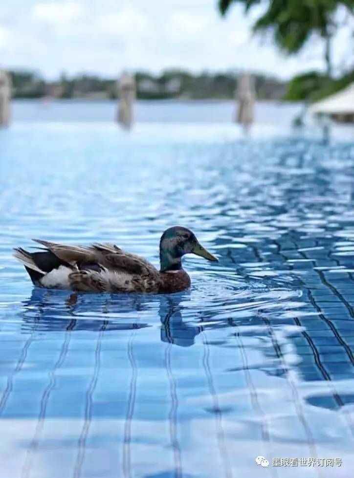 毛里求斯幸福的天堂完整版,天堂的故乡毛里求斯