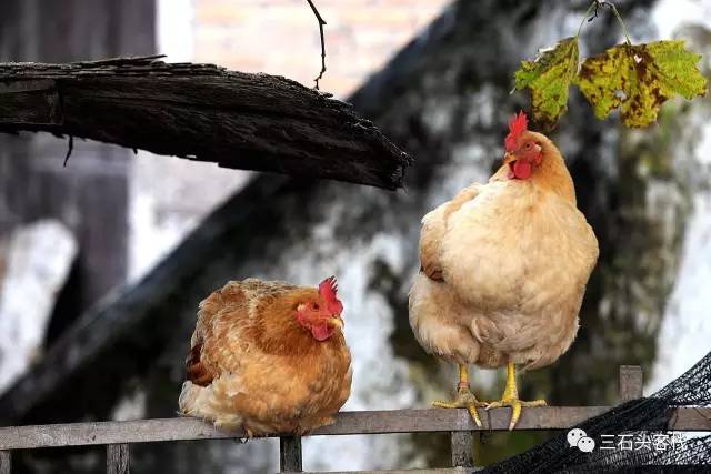 碎碎念2020,2017鸡年纪念日历
