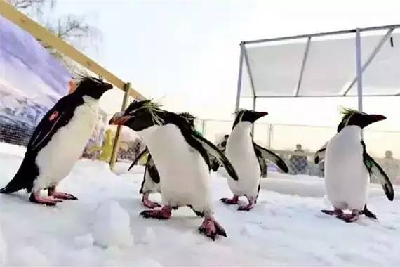 老北京过年必去三个地方,北京旅游年味