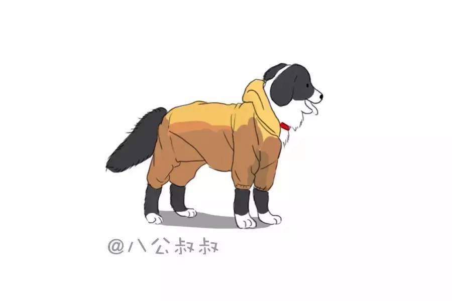 狗狗为什么会被冻成这样,狗狗有多耐寒躲在雪下也冻不死