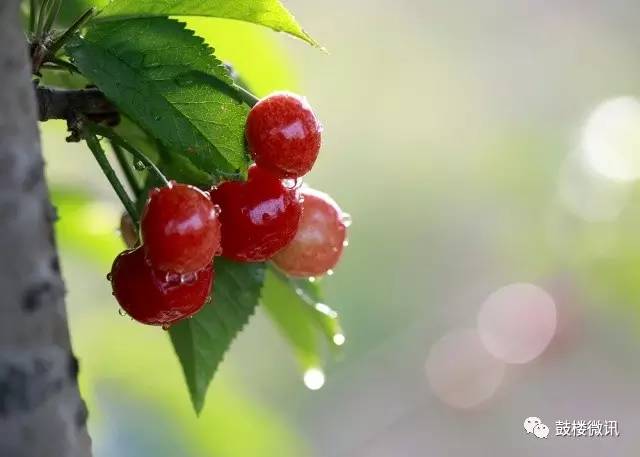 百香果都有哪些你不知道的功效,白果功效和作用及禁忌是什么