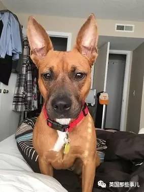 什么狗狗都有尴尬期吗,狗狗会尴尬吗