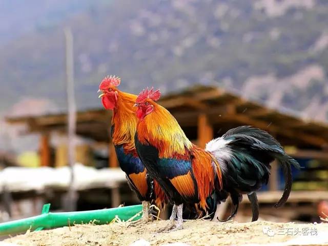 碎碎念2020,2017鸡年纪念日历