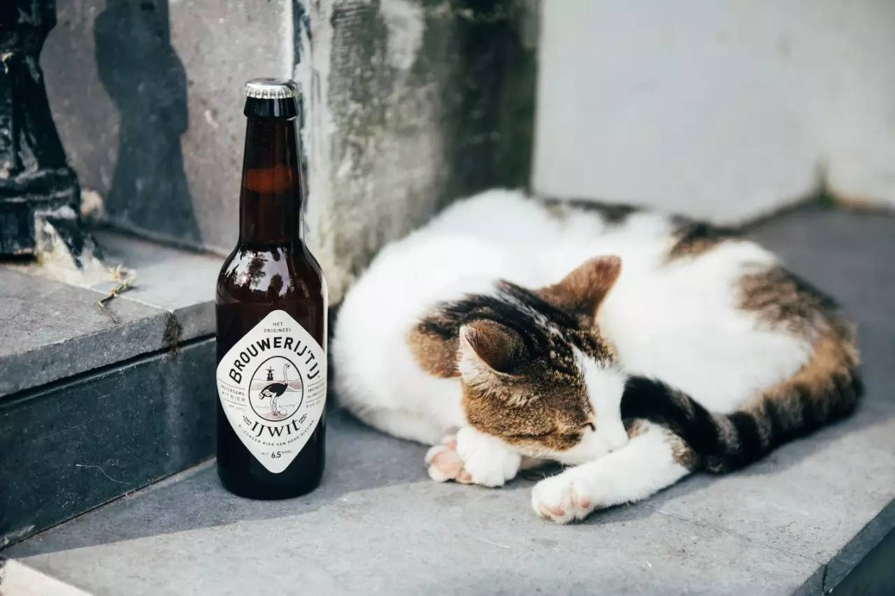 这顿酒势必逃不掉，拼之前我收藏了这篇宿醉指南