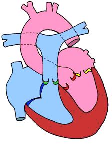 孕期检查关注事项及时间,完全性前置胎盘孕晚期关注事项