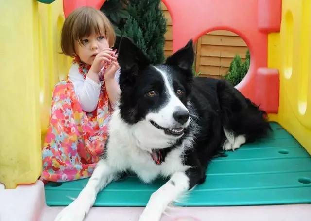 边牧察觉主人情绪,边牧见到小主人哭了原视频