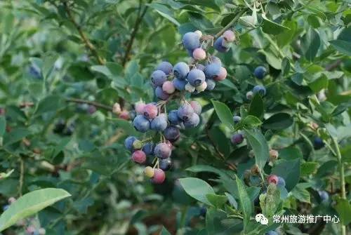 常州田园风景,常州最美乡村旅游景点