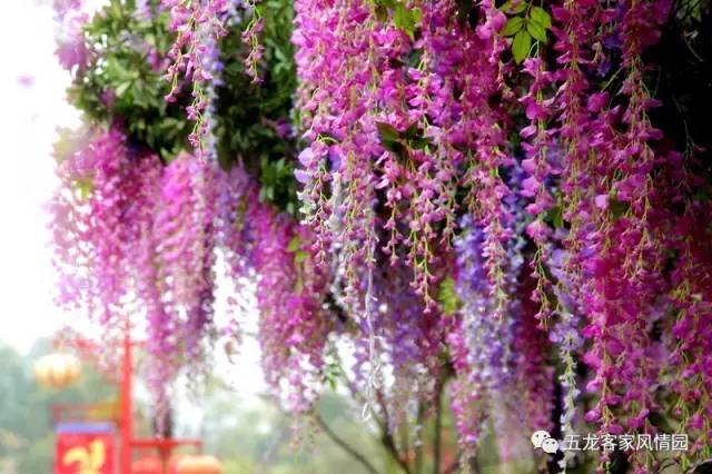 五一五龙客家风情园,五龙客家风情园免费游