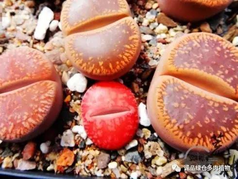 vista观天下春节旅游,vista看天下冰雪大世界