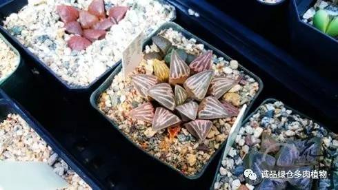 vista观天下春节旅游,vista看天下冰雪大世界