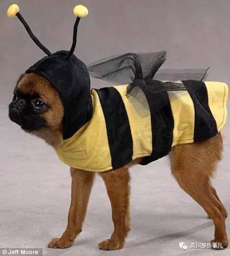 什么狗狗都有尴尬期吗,狗狗会尴尬吗