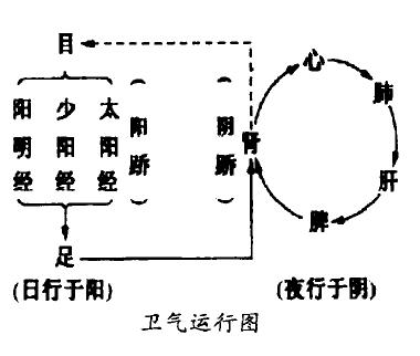 十二经络与奇经八脉的详细讲解,中医大讲堂之奇经八脉