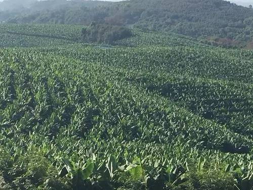 小伙千里种花生年赚四十万,小伙回乡种赣南脐橙年入百万