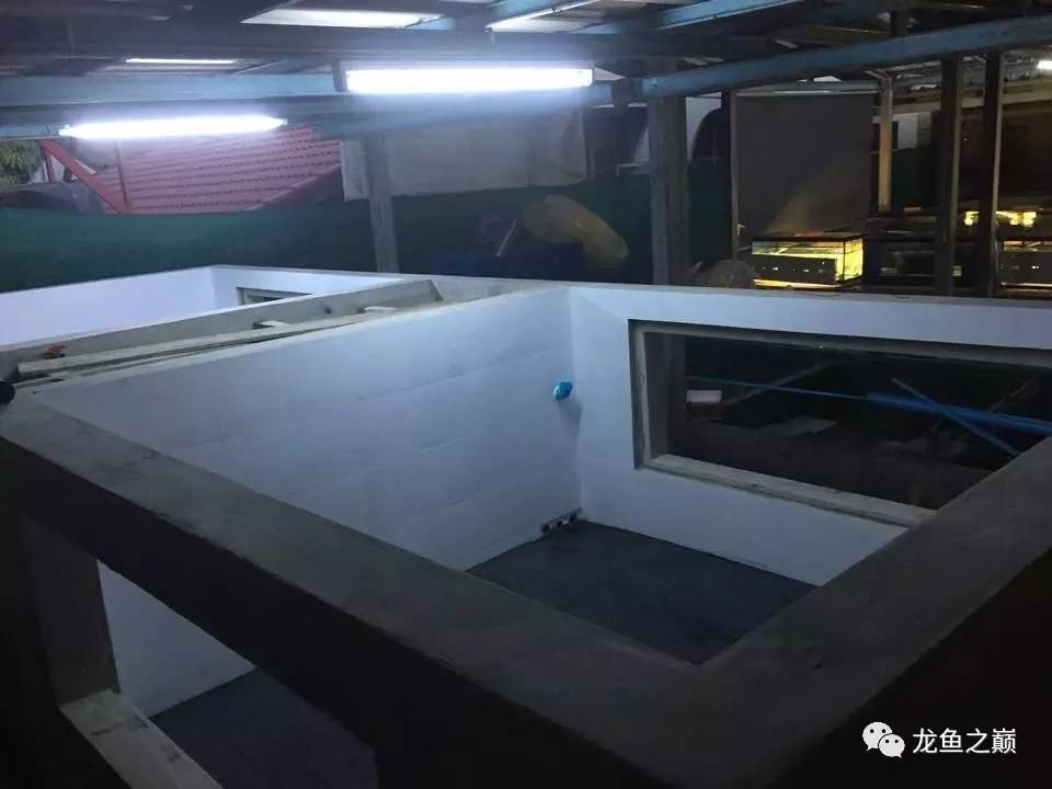 被龙鱼驱赶，哭！