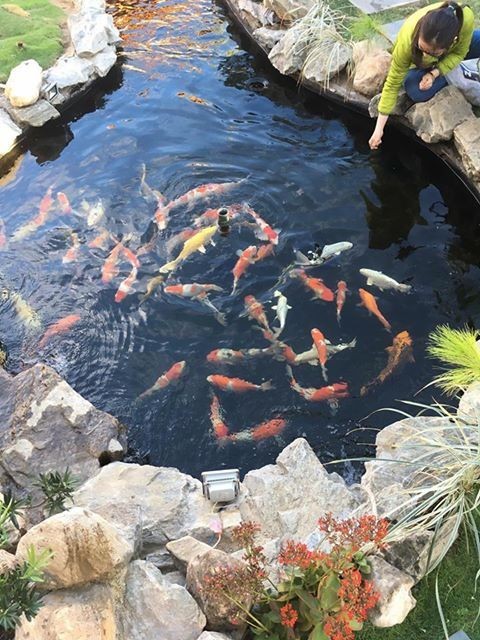 解决锦鲤疾病,锦鲤最佳治愈方法