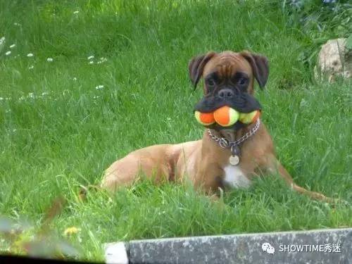 宠物美容师遇见不听话的狗怎么办,狗脚上黏上了粘鼠板怎么办