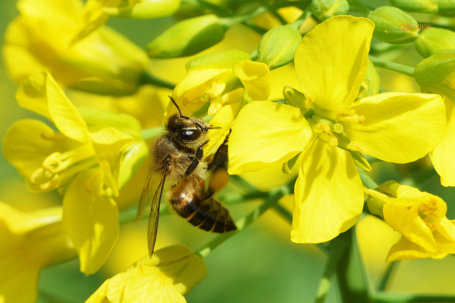 真蜂蜜和假蜂蜜的区别在哪里,买的假蜂蜜为什么有蜡一样的东西