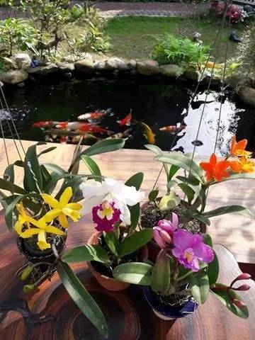 解决锦鲤疾病,锦鲤最佳治愈方法