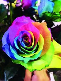 2023情人节玫瑰批发价多少钱,情人节进口厄瓜多尔玫瑰价格